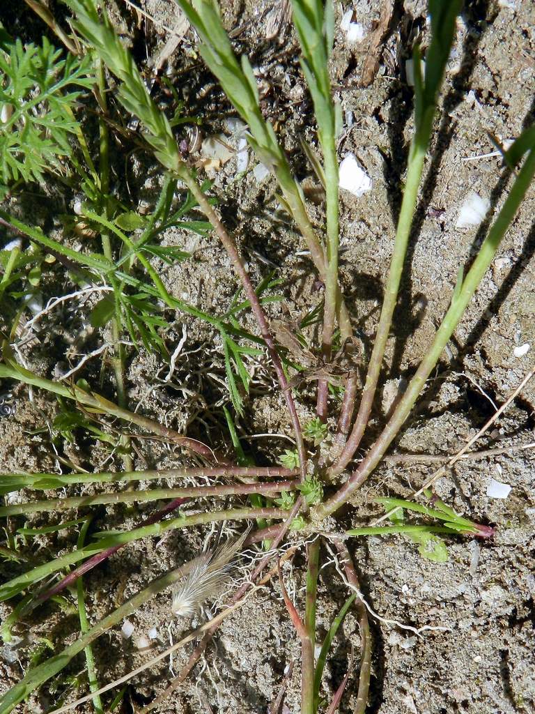 Linum bienne